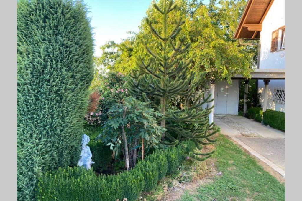 Apartma Jozica In Toncek Sveti Jurij ob Scavnici Exterior foto